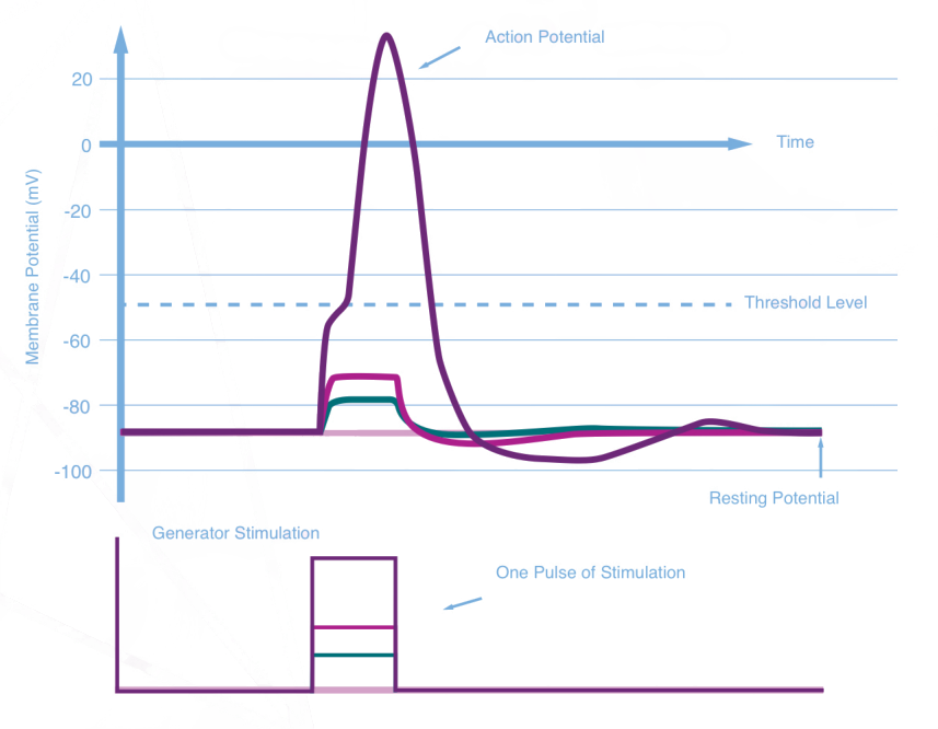 Achieving action potential is a critical component